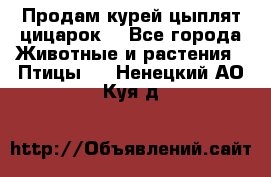 Продам курей цыплят,цицарок. - Все города Животные и растения » Птицы   . Ненецкий АО,Куя д.